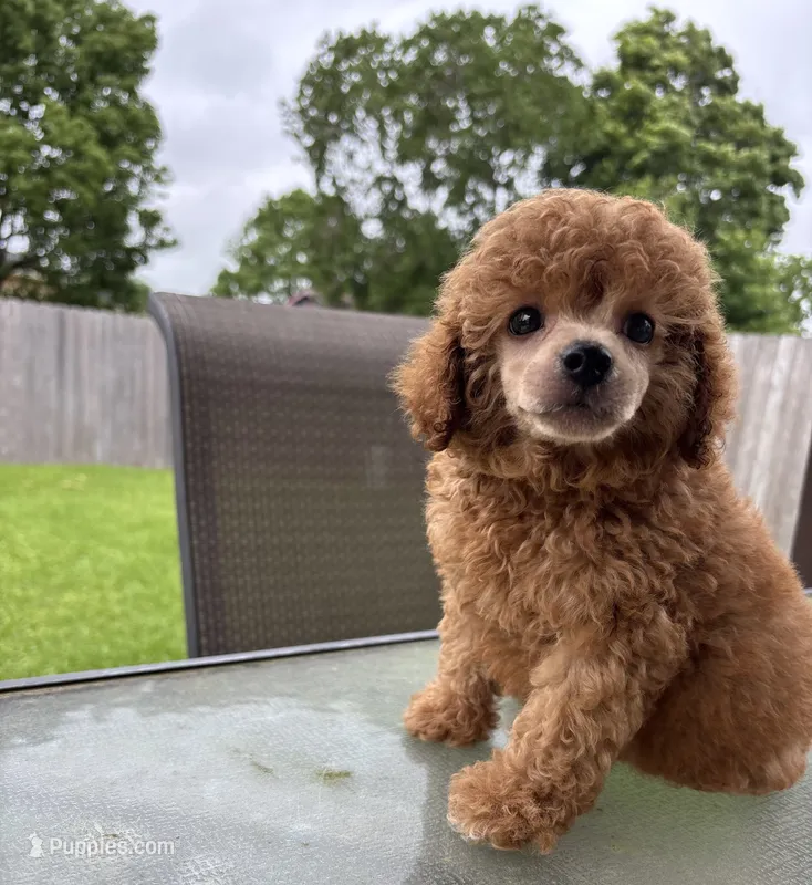Sebastian , a male Poodle - Toy  for sale in Houston, TX – 1 of 7