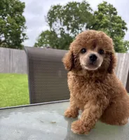 Sebastian , a male Poodle - Toy  for sale in Houston, TX – 1 of 7