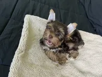 AKC Chocolate , a male Yorkshire Terrier for sale in Houston, TX – 6 of 7