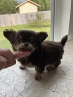 AKC Bliss, a male Chihuahua for sale in Houston, TX – 7 of 10
