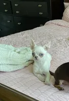 Blu , a male Chihuahua for sale in Houston, TX – 3 of 9
