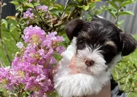 AKC Whimsy , a female Yorkshire Terrier for sale in Houston, TX – 3 of 10