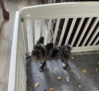 Merle , a female Yorkshire Terrier for sale in Houston, TX – 10 of 10