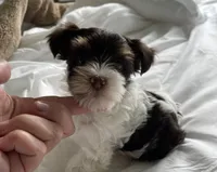 AKC Whimsy , a female Yorkshire Terrier for sale in Houston, TX – 2 of 10