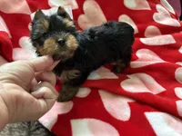 Evermore , a male Yorkshire Terrier for sale in Houston, TX – 6 of 8