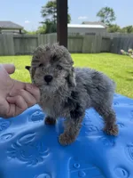Chase , a male Poodle - Toy  for sale in Houston, TX – 2 of 4