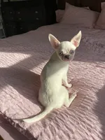 Apple head Blu , a male Chihuahua for sale in Houston, TX – 9 of 10