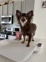 AKC Manolo , a male Chihuahua for sale in Houston, TX – 3 of 10