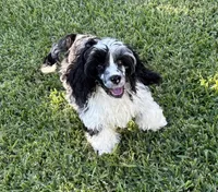 Bridge , a male Cavapoo for sale in Houston, TX – 4 of 10