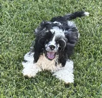 Bridge , a male Cockapoo for sale in Houston, TX – 1 of 10