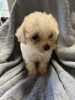 Speck, a male Maltipoo for sale in Crossville, TN – 2 of 7