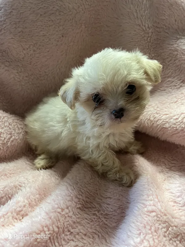 Teeny – Maltipoo puppy for sale in Crossville, TN