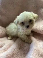 Teeny, a female Maltipoo for sale in Crossville, TN – 1 of 6