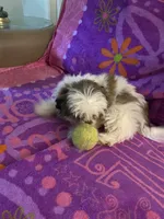 Buddy, a male Shih Tzu for sale in Crossville, TN – 3 of 9