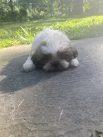 Bentley, a male Shih Tzu for sale in Crossville, TN – 5 of 10