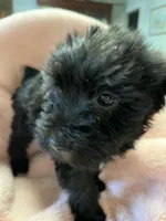 Spook, a female Maltipoo for sale in Crossville, TN – 4 of 6
