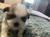 Bentley, a male Shih Tzu for sale in Crossville, TN – 2 of 4