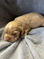 Twix, a male Cocker Spaniel for sale in Crossville, TN – 3 of 7