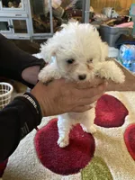 Luna, a female Yorkipoo for sale in Crossville, TN – 2 of 3