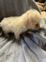 Speck, a male Maltipoo for sale in Crossville, TN – 5 of 7