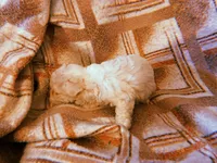 Lucy, a female Yorkipoo for sale in Crossville, TN – Photo 4 of 4