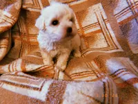 Lucy, a female Yorkipoo for sale in Crossville, TN – Photo 3 of 4