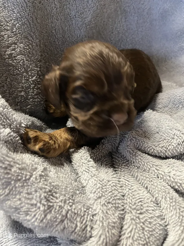 Hershey – Cocker Spaniel puppy for sale in Crossville, TN