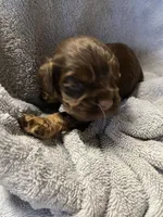 Hershey, a male Cocker Spaniel for sale in Crossville, TN – 1 of 9