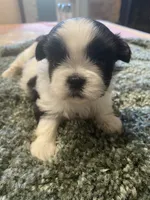 Bella, a female Shih Tzu for sale in Crossville, TN – 5 of 6