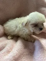 Teeny, a female Maltipoo for sale in Crossville, TN – 5 of 6