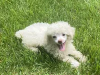 Fluff, a male Poodle - Toy  for sale in Crossville, TN – 9 of 10