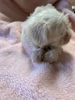 Pumpkin, a female Maltipoo for sale in Crossville, TN – 7 of 8
