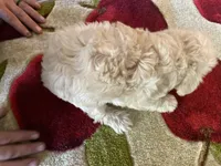 Lucy, a female Yorkipoo for sale in Crossville, TN – 3 of 3