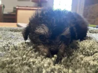 Puff, a female Poodle - Toy  for sale in Crossville, TN – 4 of 6