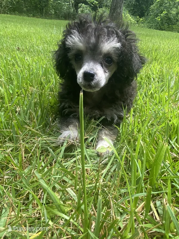 Puff – Poodle - Toy  puppy for sale in Crossville, TN