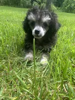 Puff, a female Poodle - Toy  for sale in Crossville, TN – 1 of 8