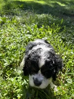 Oreo, a male Cocker Spaniel for sale in Crossville, TN – 1 of 5