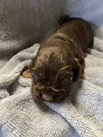 Hershey, a male Cocker Spaniel for sale in Crossville, TN – 5 of 9