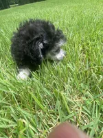 Puff, a female Poodle - Toy  for sale in Crossville, TN – 8 of 8