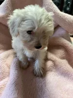 Pumpkin, a female Maltipoo for sale in Crossville, TN – 6 of 8