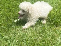 Fluff, a male Poodle - Toy  for sale in Crossville, TN – 5 of 9