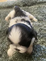 Bella, a female Shih Tzu for sale in Crossville, TN – 4 of 6
