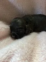 Truffle, a female Cocker Spaniel for sale in Crossville, TN – 3 of 5
