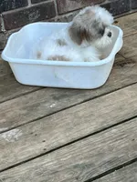 Sammy, a male Shih Tzu for sale in Crossville, TN – 2 of 4