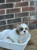 Sammy, a male Shih Tzu for sale in Crossville, TN – 4 of 6