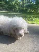 Fluff, a male Poodle - Toy  for sale in Crossville, TN – 3 of 10
