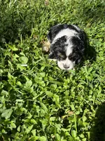 Oreo, a male Cocker Spaniel for sale in Crossville, TN – 4 of 5