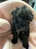 Spook, a female Maltipoo for sale in Crossville, TN – 3 of 6