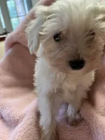 Pumpkin, a female Maltipoo for sale in Crossville, TN – 4 of 8