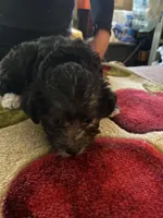 Lola, a female Yorkipoo for sale in Crossville, TN – 3 of 6